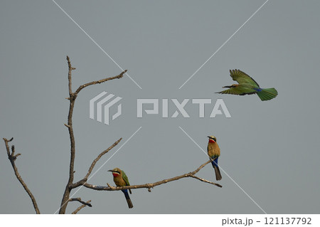 White-fronted Bee-eaters 121137792