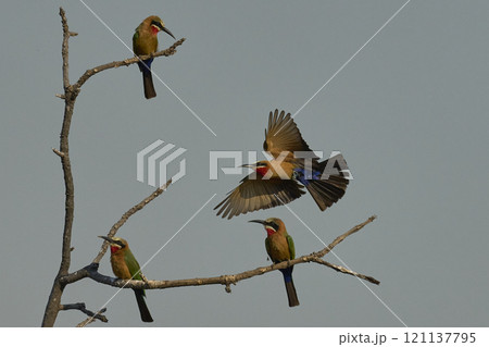 White-fronted Bee-eaters 121137795