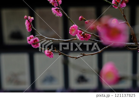 紅梅と三十六歌仙 紅梅と三十六歌仙 121137825