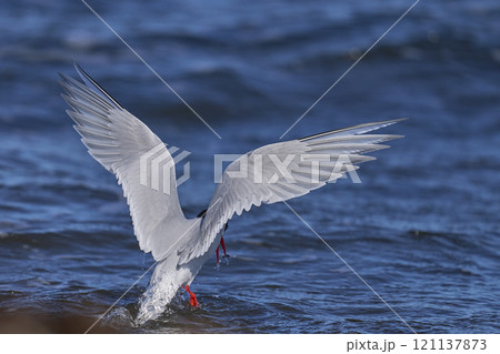 South American Tern feeding South American Tern feeding 121137873