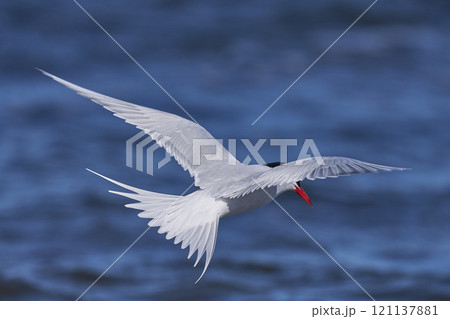 South American Tern feeding 121137881