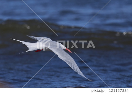 South American Tern feeding South American Tern feeding 121137884