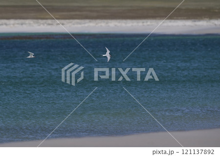 South American Tern feeding South American Tern feeding 121137892