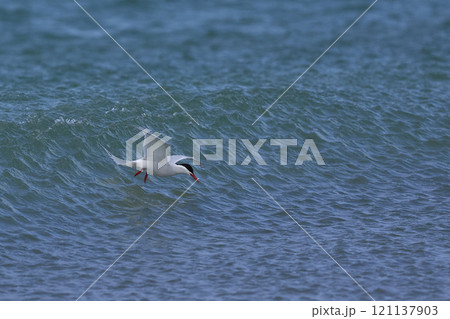 South American Tern feeding South American Tern feeding 121137903