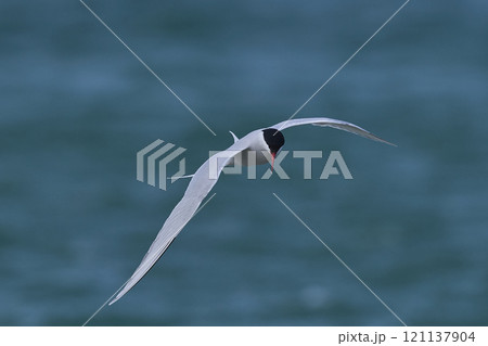 South American Tern feeding 121137904
