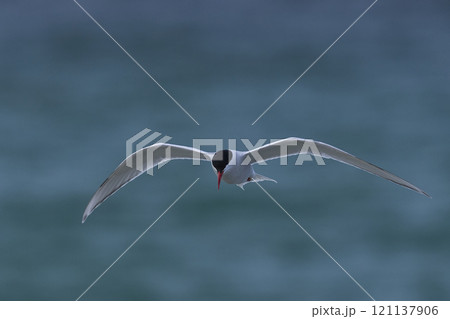 South American Tern feeding South American Tern feeding 121137906