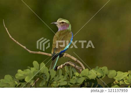 Lilac breasted Roller Lilac breasted Roller 121137950