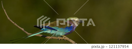 Lilac breasted Roller Lilac breasted Roller 121137954
