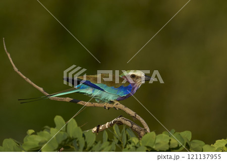 Lilac breasted Roller Lilac breasted Roller 121137955