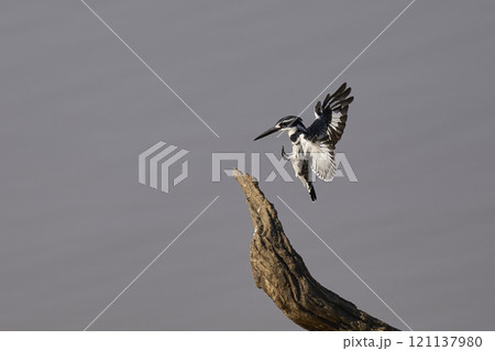 Pied Kingfisher landing Pied Kingfisher landing 121137980