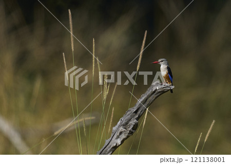 Grey-headed Kingfisher perched Grey-headed Kingfisher perched 121138001