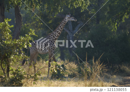 Thornicroft giraffe Thornicroft giraffe 121138055