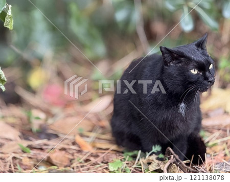 森の黒猫 121138078