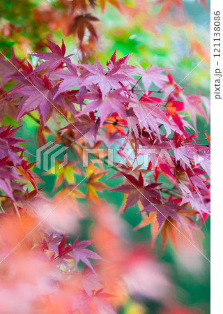 真っ赤な紅葉 真っ赤な紅葉 121138086