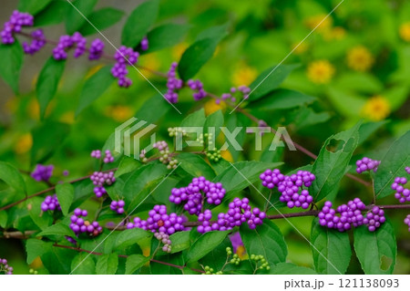 ムラサキシキブの実 121138093