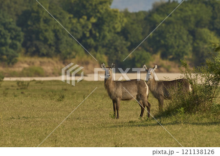 Waterbuck Waterbuck 121138126
