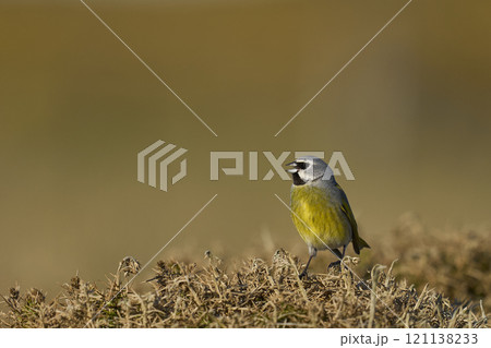 Male Black-throated Finch 121138233