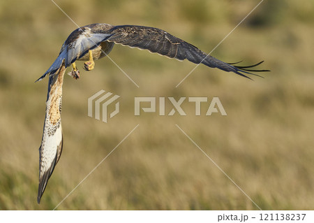 Variable Hawk in flight Variable Hawk in flight 121138237