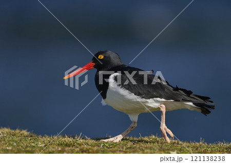 Magellanic Oystercatcher 121138238