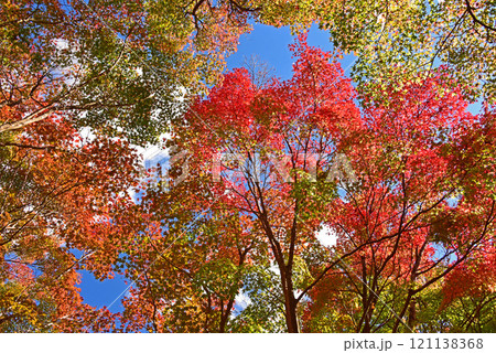 大分県 中津 耶馬渓 渓石園の紅葉 大分県 中津 耶馬渓 渓石園の紅葉 121138368