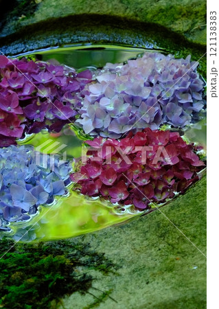 水に浮かべられた紫陽花 水に浮かべられた紫陽花 121138383