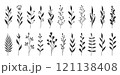 Botanical featuring hand drawn branches leaves floral elements. Variety shapes simple stems, elegant foliage, abstract florals. Creating wedding invitations, branding, patterns, posters, social media 121138408