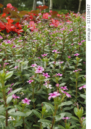 ニチニチソウとベゴニアの花 Catharanthus roseus and begonia flow 121138437