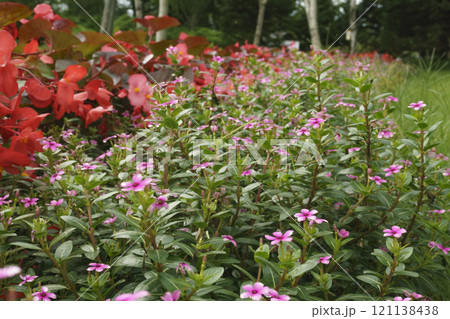 ニチニチソウとベゴニアの花 Catharanthus roseus and begonia flow 121138438