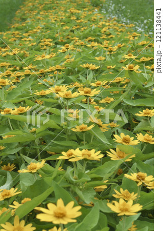 黄色いメランポジウムの花々Yellow Melampodium flowers 121138441