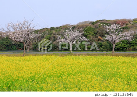 桜並木と菜の花畑 桜並木と菜の花畑 121138649