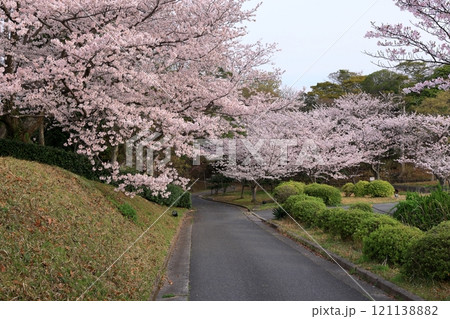 満開の桜並木 満開の桜並木 121138882