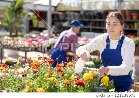 Female worker arranging flowering ranunculus in pots while gardening in modern glasshouse Female worker arranging flowering ranunculus in pots while gardening in modern glasshouse 121139073