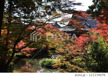 金戒光明寺 方丈北庭 モミジと鎧之池(京都市左京区) 金戒光明寺 方丈北庭 モミジと鎧之池(京都市左京区) 121139076