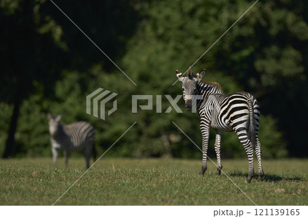 Crawshay's zebra 121139165
