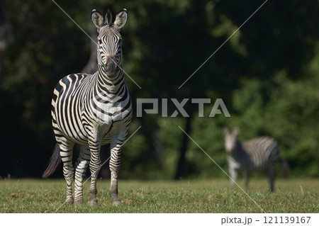 Crawshay's zebra 121139167