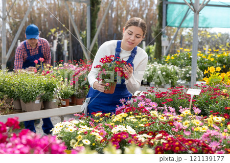 Young female seller holding margarita flower in pot 121139177