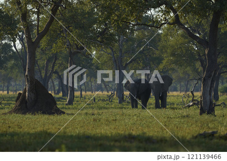 African Elephant in woodland 121139466