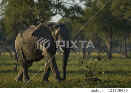 African Elephant in woodland African Elephant in woodland 121139480