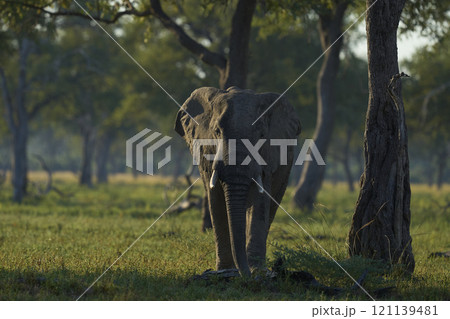 African Elephant in woodland African Elephant in woodland 121139481