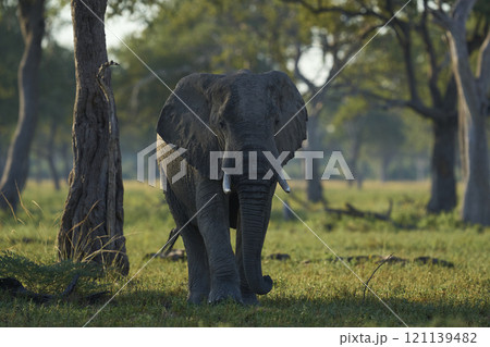African Elephant in woodland 121139482