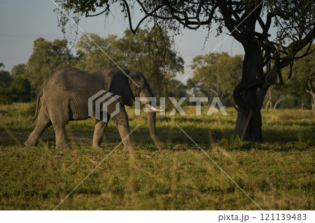 African Elephant in woodland 121139483
