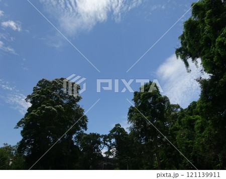 【カンボジア】青空と白い雲と木のある景色（プレアヴィヒア寺院） 121139911