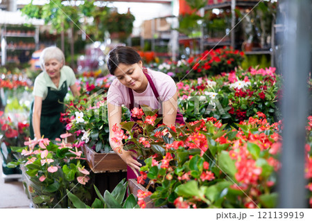 Girl florist demonstrates potted flowers Begonia big at flower market Girl florist demonstrates potted flowers Begonia big at flower market 121139919