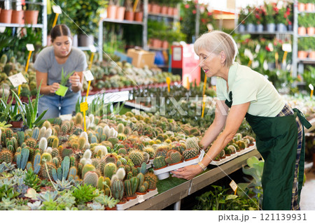 Mature female seller holding cactus pots at flower market 121139931