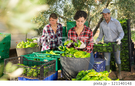 Female farm worker sorts bell peppers with others after harvest 121140148