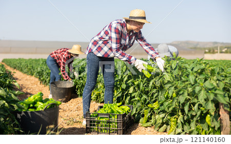 Female farm worker harvests bell peppers while man carries basket of bell peppers 121140160
