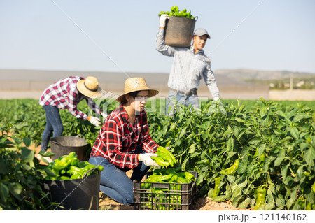 Female farm worker harvests bell peppers while man carries basket of bell peppers 121140162
