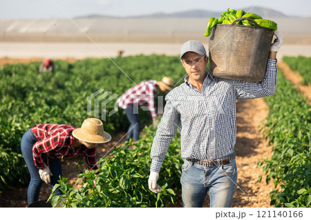 Man picking green pepper on field Man picking green pepper on field 121140166