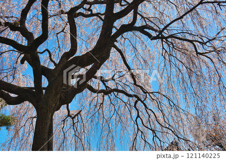 京都　本満寺の枝垂れ桜（京都府京都市上京区） 121140225
