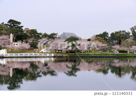 満開の桜を写す水鏡 121140331